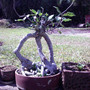 tri-stem ficus !! (Ficus benjamina)