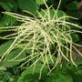 Aruncus dioicus - 1 (Aruncus dioicus)