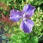Iris ensata