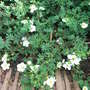 Potentilla__manchu_