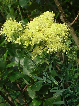 Thalictrum flavum 'Illuminator' (Thalictrum flavum 'Illuminator')