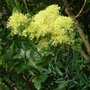 Thalictrum flavum 'Illuminator'