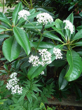 Valeriana officinalis (Valeriana officinalis)
