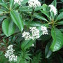 Valeriana officinalis