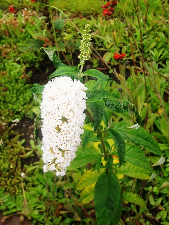 buddleja (Buddleja davidii (Butterfly bush))