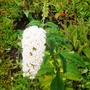 Buddleja davidii (Butterfly bush)