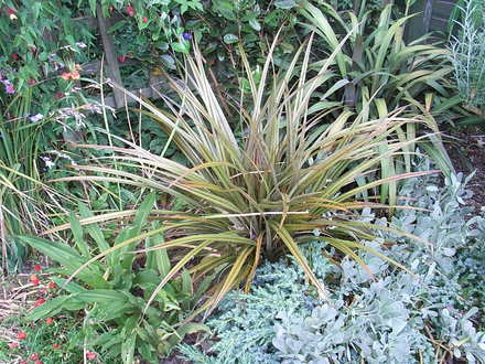 Astelia nervosa 'Westland' (Astelia nervosa 'Westland')