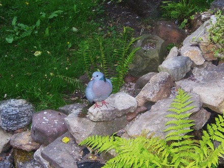 ' Fern - tailed ' dove.