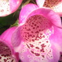 Gar6_004