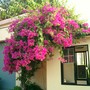 Bombay bougainvilleas