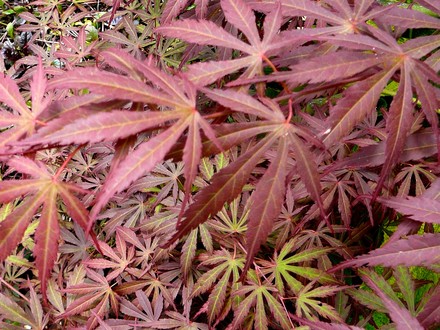 Acer Palmatum (Chaenomeles japonica (Japonica))