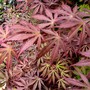 Acer Palmatum (Chaenomeles japonica (Japonica))