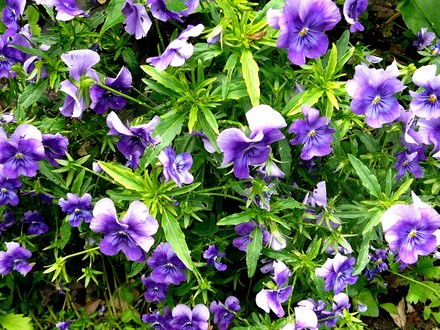 Violas. (Viola)