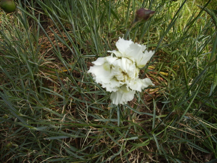 Dianthus [Pinks] 'Haytor' 06.08 (Dianthus allwoodii)