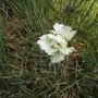 Dianthus_haytor_vistabileellipticalbed09
