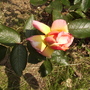 Climbing Rose 'Handel' Close Up 06.08 (Rosa Climber)