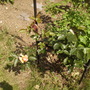 Climbing Rose 'Handel'  06.08 (Rosa Climber)