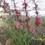 Leptospermum_Red_Damask_1.jpg (Leptospermum scoparium (New Zealand tea tree) 'Red Damask')