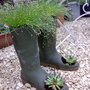 A garden flower photo (Isolepis Cernua)