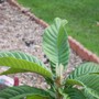 Eriobotrya_Japonica__Chinese_Loquat_.jpg (Eriobotrya japonica (Loquat))