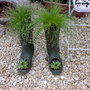 Wellies (Isolepis Cernua)