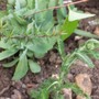 Achillea
