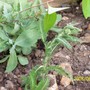 Achillea_2.jpg (Achillea ageratum (Yarrow))