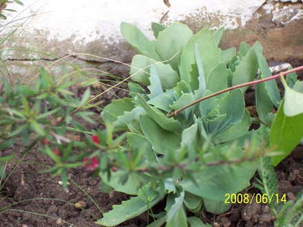 Sedum.jpg (Sedum (Stonecrop))