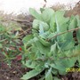 Sedum