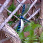 Another bug