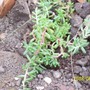 Unknown_succulent.jpg (unknown)
