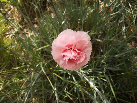 Unidentified Dianthus [Pink} Close Up 06.08 (Dianthus allwoodii)