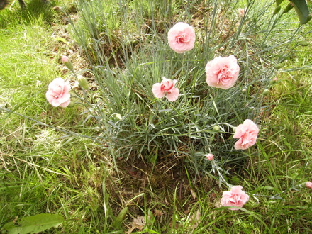 Unidentified Dianthus [Pink} again 06.08 (Dianthus allwoodii)