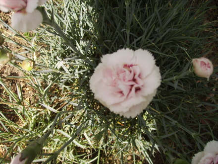 A Different Unidentified Dianthus Close Up 06.08 (Dianthus allwoodii)