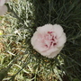 A Different Unidentified Dianthus Close Up 06.08 (Dianthus allwoodii)