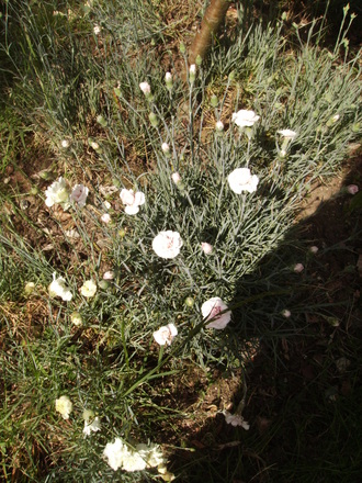 2nd Unidentified Dianthus again 06.08 (Dianthus allwoodii)