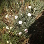 2nd Unidentified Dianthus again 06.08 (Dianthus allwoodii)