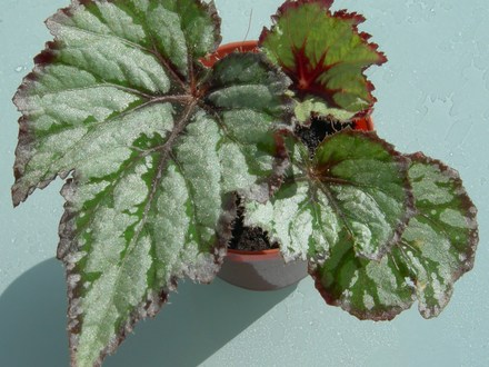 Begonia 