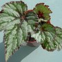Begonia "Emerald Beauty"