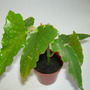 Begonia "The Wiz"
