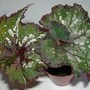 Begonia "Tornado"