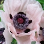 Poppies