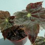 Begonia "Happy Heart"