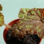 Begonia "Cowardly Lion"