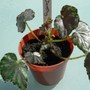 Begonia "Dorothy"