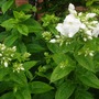 phlox ("phlox of sheep")