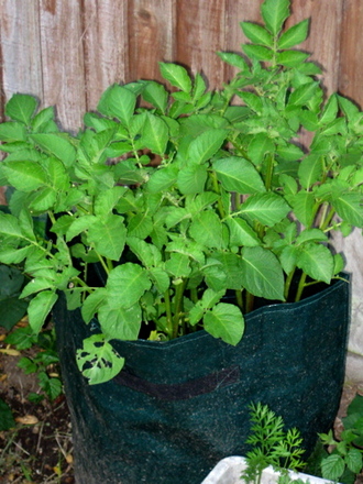 Potato bags - Nadines May 2008