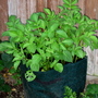 Potato bags - Nadines May 2008