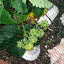 Garden_may_2008_-_03