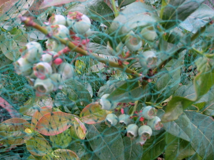 Blueberry bush